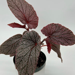 Begonia ‘Maurice Amey’