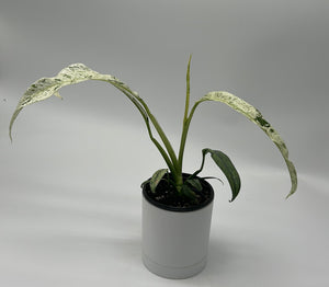 Epipremnum Giganteum ‘Marble Variegated'