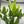 Euphorbia Candelabrum