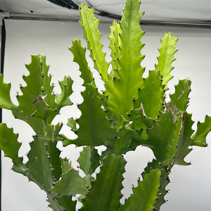 Euphorbia Candelabrum