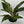 Aglaonema ‘Pepper Bells’