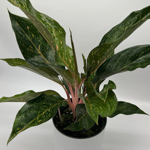 Aglaonema ‘Pepper Bells’