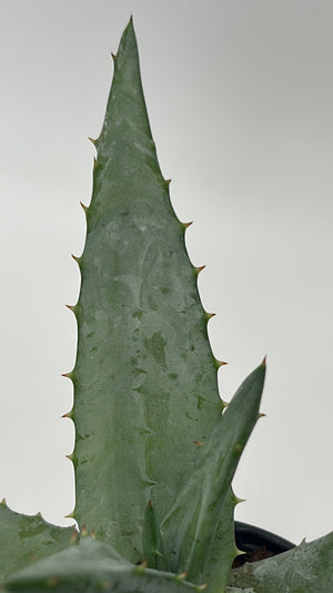 Aloe Ferox