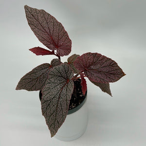 Begonia ‘Maurice Amey’