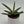 Variegated Sansevieria Boncellensis ‘Starfish’