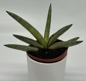 Variegated Sansevieria Boncellensis ‘Starfish’