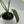 Epipremnum Giganteum ‘Marble Variegated'