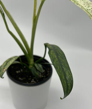 Epipremnum Giganteum ‘Marble Variegated'