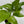 Pothos 'Jessenia'
