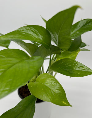 Pothos 'Jessenia'