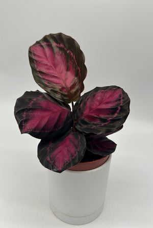 Calathea ‘Purple Rose’