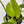 Pothos 'Jessenia'