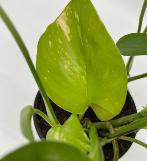 Pothos 'Jessenia'
