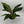 Aglaonema ‘Pepper Bells’