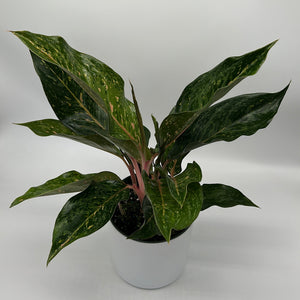 Aglaonema ‘Pepper Bells’
