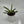 Variegated Sansevieria Boncellensis ‘Starfish’