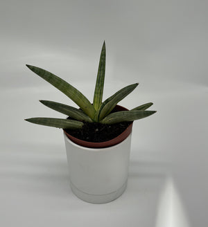 Variegated Sansevieria Boncellensis ‘Starfish’