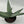 Aloe Ferox