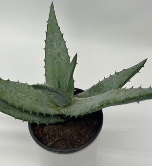 Aloe Ferox