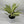 Aglaonema ‘Frosted Ghost’