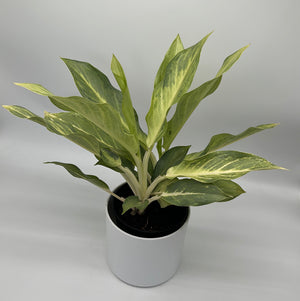 Aglaonema ‘Frosted Ghost’