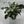 Calathea ‘Stella’
