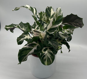 Calathea ‘Stella’