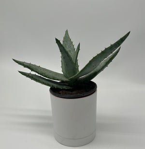Aloe Ferox