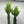 Euphorbia Ammak