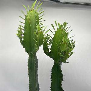 Euphorbia Ammak