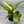 Dieffenbachia ‘Martha’