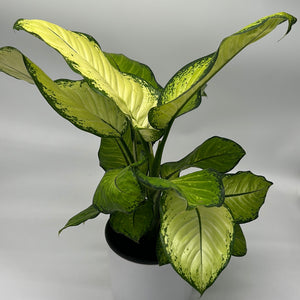 Dieffenbachia ‘Martha’