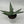 Aloe Ferox