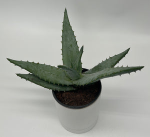Aloe Ferox
