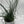 Juncus Effusus ‘Spiralis’