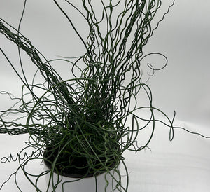 Juncus Effusus ‘Spiralis’