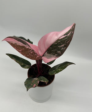 Philodendron 'Naomi' Pink Princess