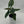 Alocasia Scalprum