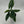 Alocasia Scalprum