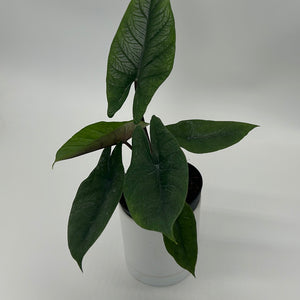 Alocasia Scalprum
