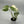 Monstera 'Albo Borsigiana'