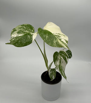 Monstera 'Albo Borsigiana'