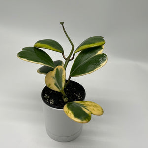 Outer Variegated Hoya Kerrii