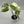Monstera 'Albo Borsigiana'