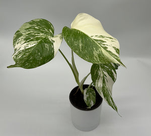 Monstera 'Albo Borsigiana'