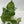 Philodendron Hederaceum ‘Variegata’