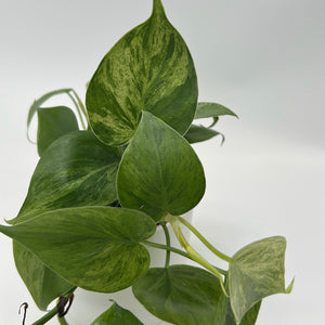 Philodendron Hederaceum ‘Variegata’