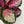 Calathea Roseopicta 'Pale Rosy'