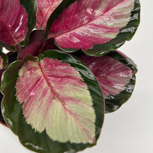 Calathea Roseopicta 'Pale Rosy'