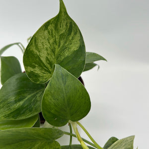 Philodendron Hederaceum ‘Variegata’